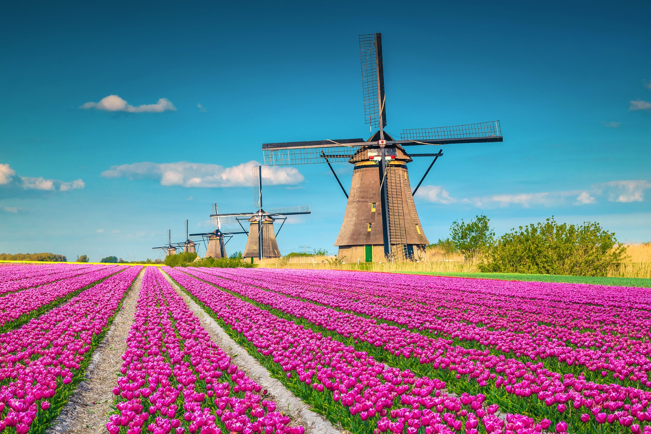 Piękny cel podróży i turystyki. Fantastyczne kolorowe pola tulipanów ze starymi holenderskimi wiatrakami, Kinderdijk, Holandia, Europa