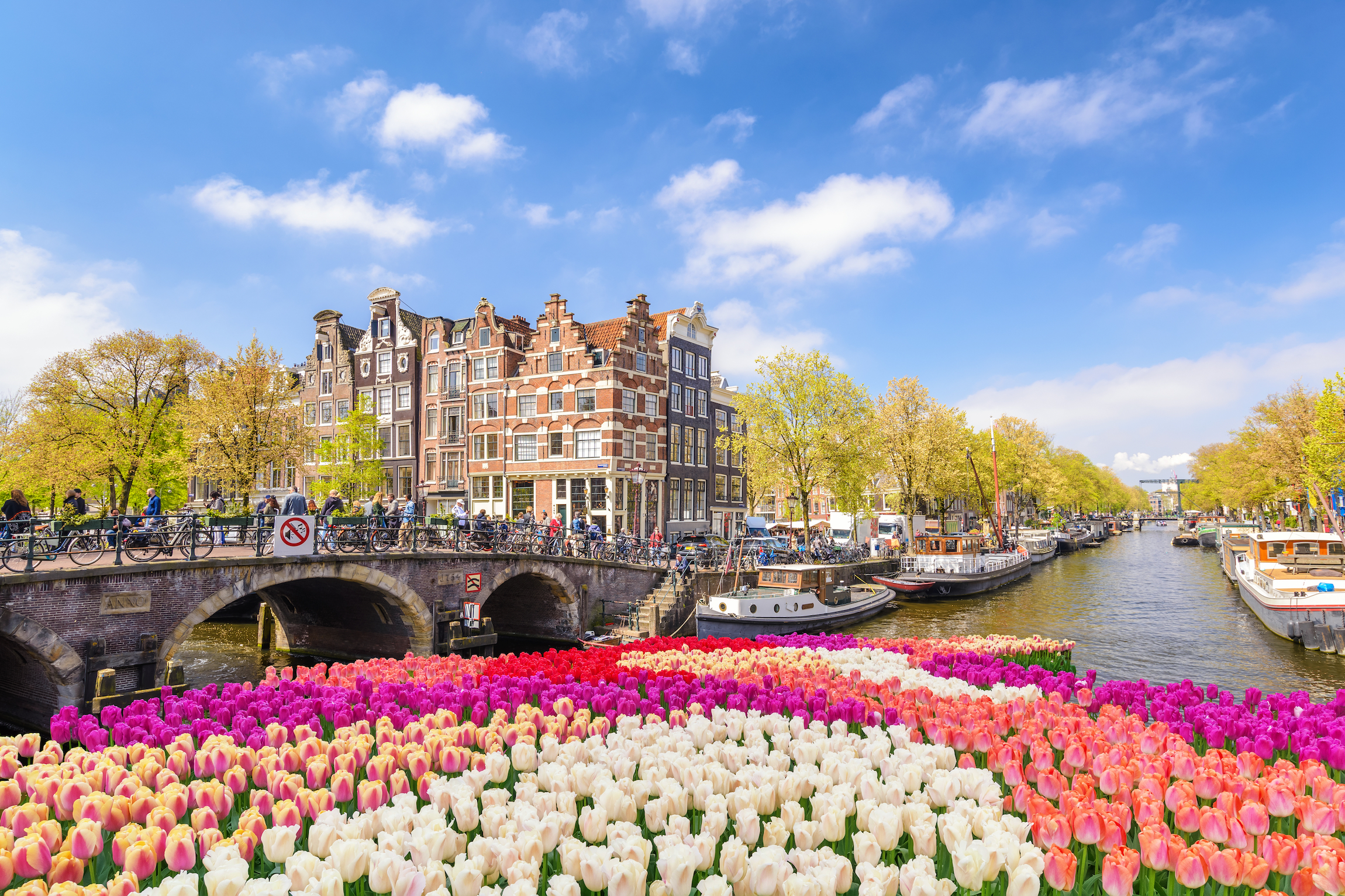 Amsterdam Holandia, panoramę miasta na nabrzeżu kanału z wiosennym tulipanem kwiatem, w Holandii na wiosnę
