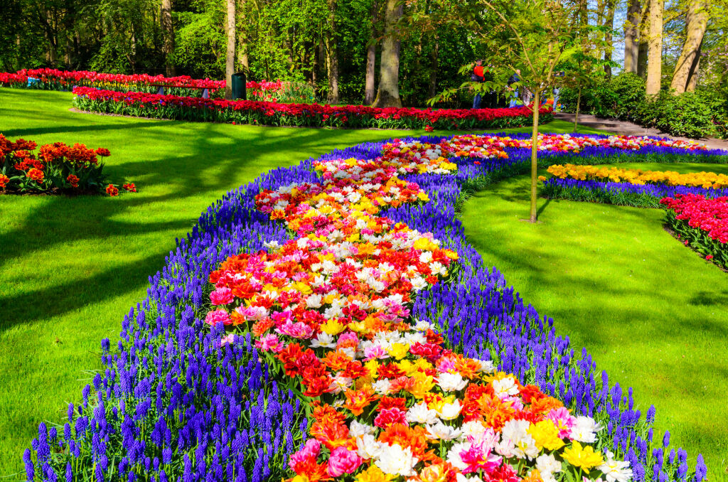 Kwitnące kwiaty w parku Keukenhof w Holandii. Wycieczka do ogrodu Keukenhof w Holandii - przewodnik 