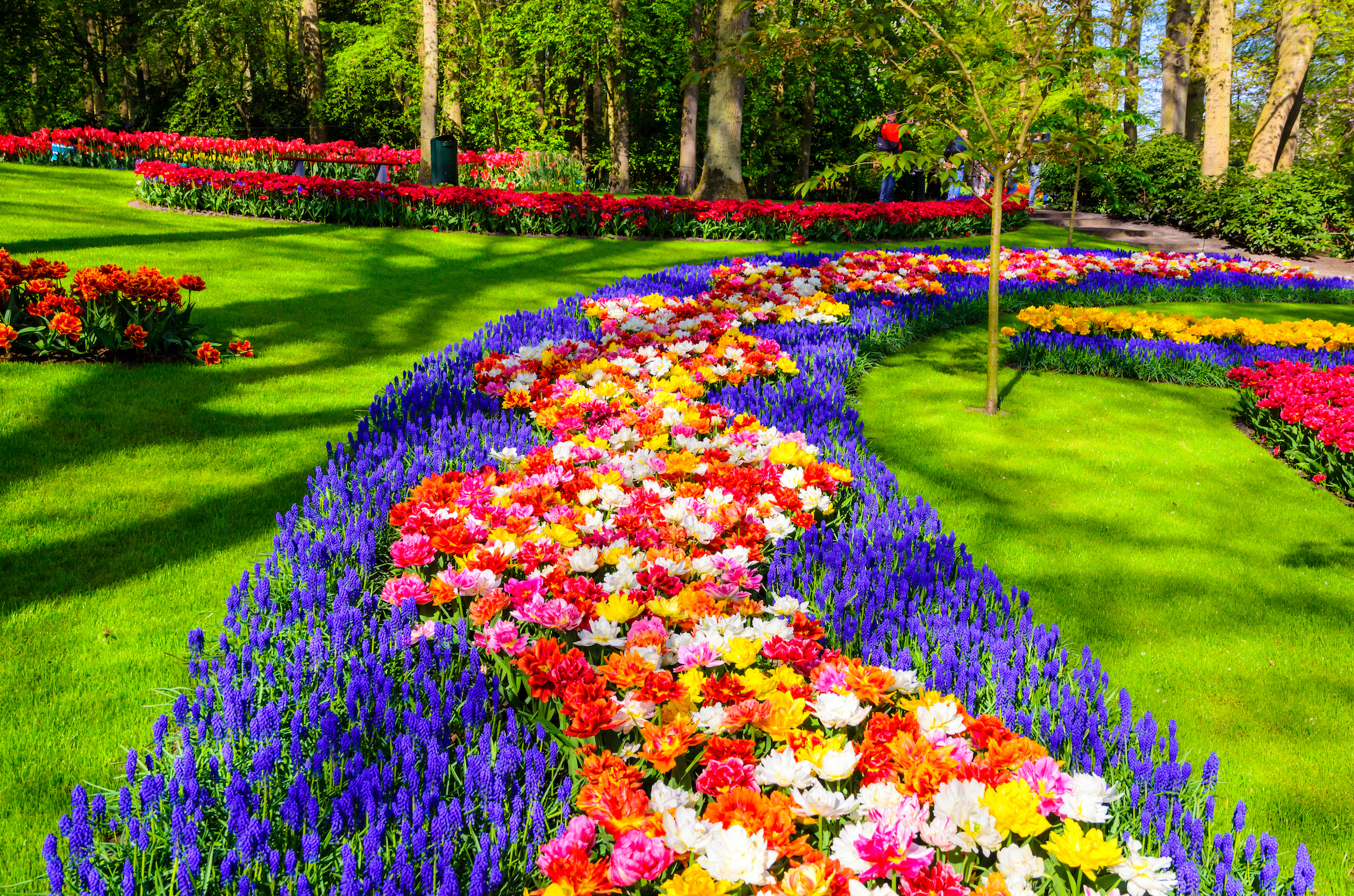 atrakcji w Holandii  - Kwitnące kwiaty w parku Keukenhof w Holandii, Europa.
