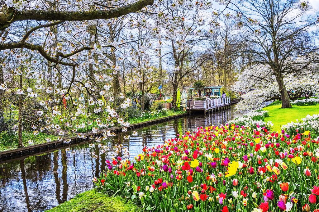 Keukenhof park kwiatów i tulipanów w Holandii. Piękne krajobrazy na świeżym powietrzu w Holandii