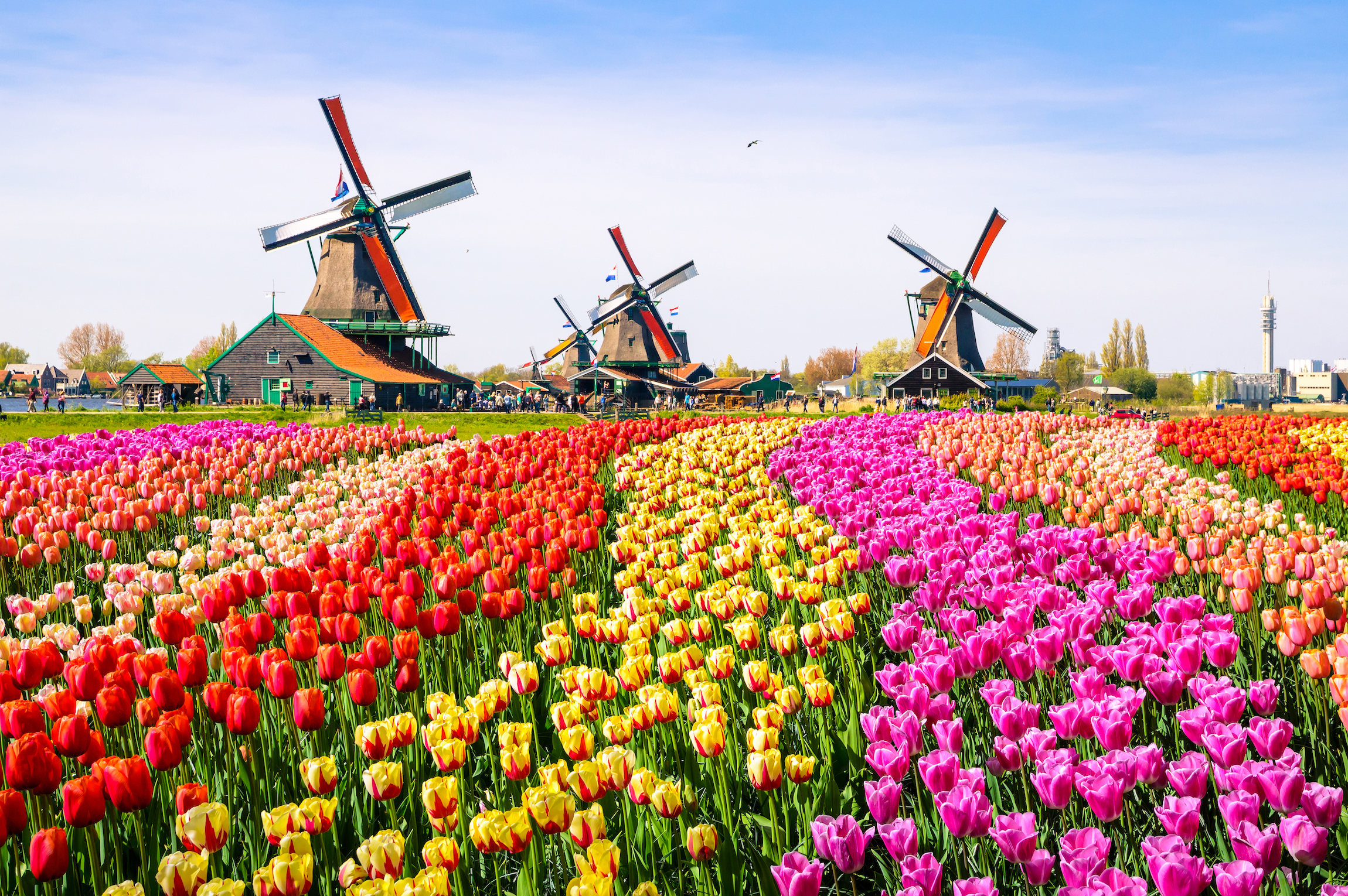 Krajobraz z tulipanami, tradycyjne holenderskie wiatraki i domy w pobliżu kanału w Zaanse Schans, Holandia, Europa