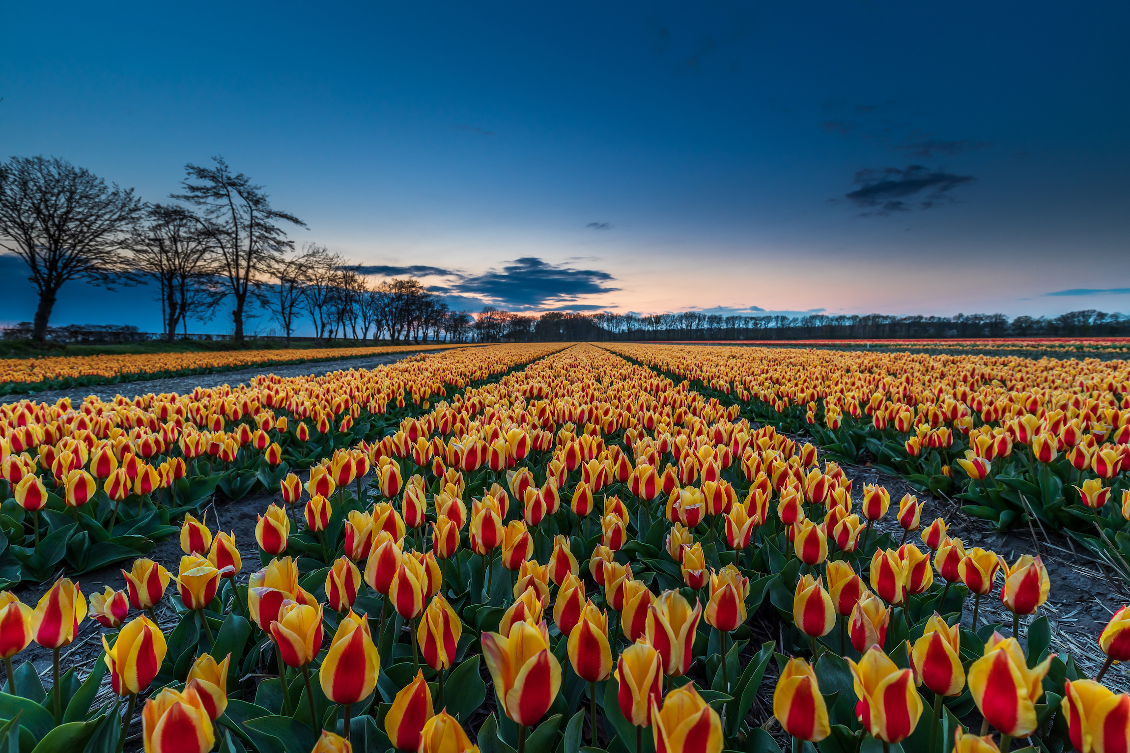 Ogrody Keukenhof, Ogrody Europy, to jeden z największych na świecie ogrodów kwiatowych, położony w Lisse, w Holandii Południowej.