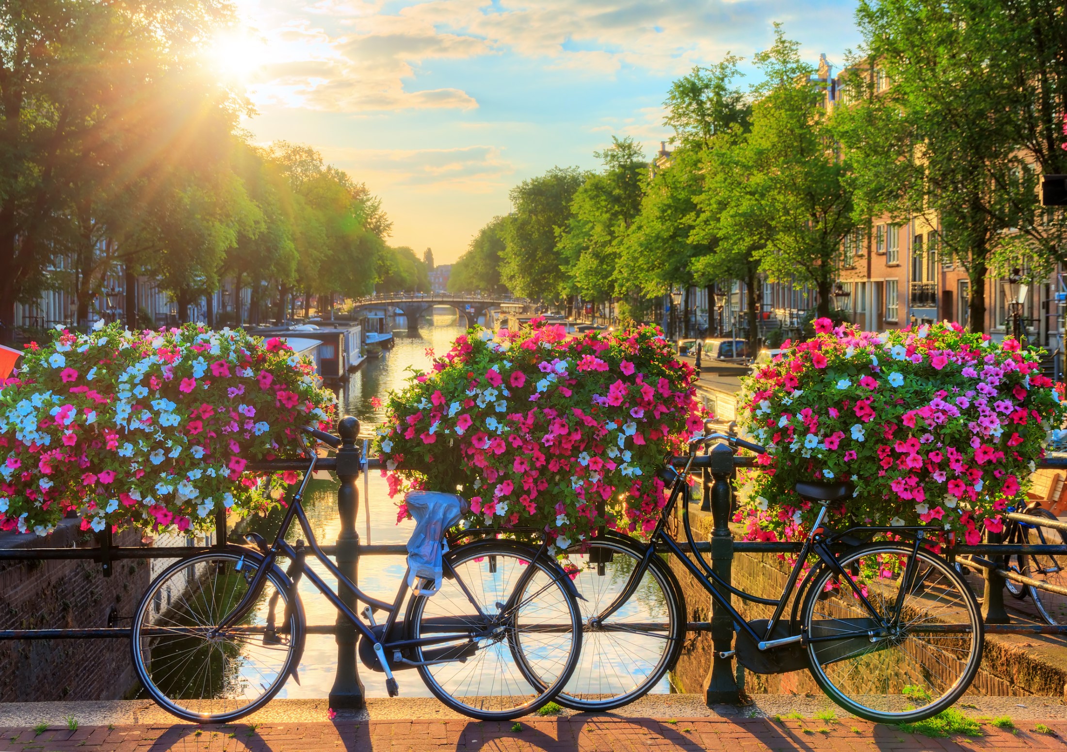 Piękny letni wschód słońca na słynnych kanałach światowego dziedzictwa UNESCO w Amsterdamie, Holandii, z żywymi kwiatami i rowerami na moście