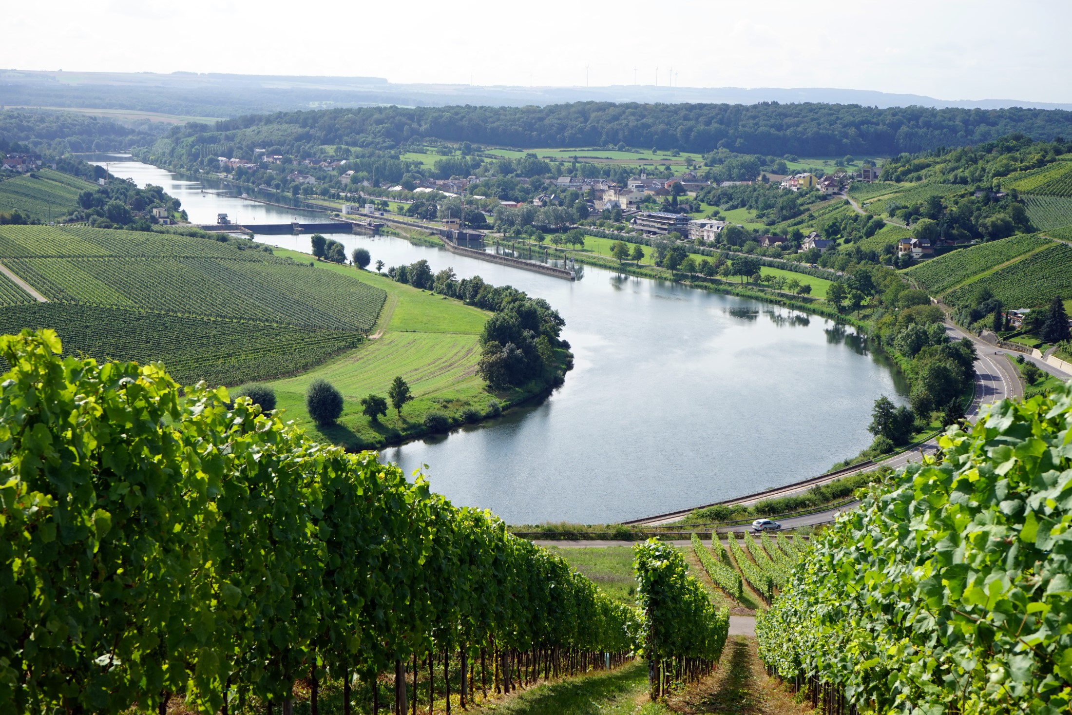 Winnica nad rzeką Moselle w Luksemburgu